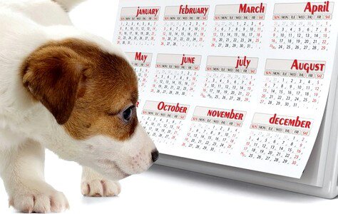 записаться на груминг собаки